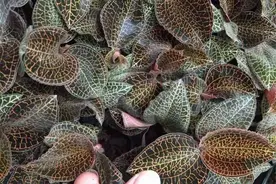 云南春信农业：金线莲种植需要做好哪些准备工作？图片