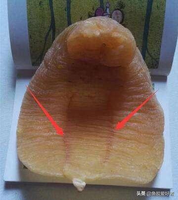 一斤鱼胶有多少片 2026年一斤鱼胶有多少片海参