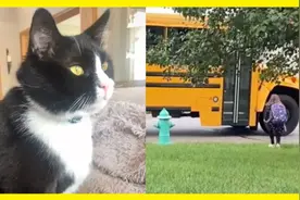 猫咪每天都要接送7岁的小主人坐校车，网友羡慕哭：超像爷爷图片