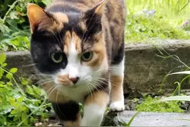 旅行带猫猫丢了，猫咪原地苦等12年后被送回，主人：我们有猫了图片