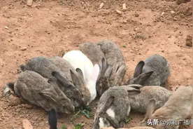 红河这里20只兔子离奇死亡，只剩身子头却不见了！怎么回事？图片