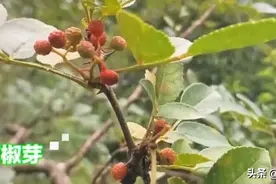 寻找春天的味道，用花椒芽做菜，别有一番滋味图片