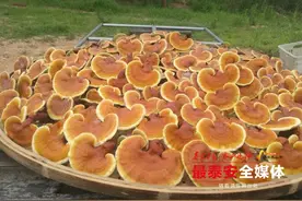 产业振兴迈出新步伐，泰山赤灵芝展现新活力图片