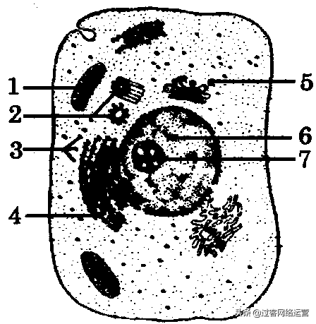 高一生物必修一复习提纲