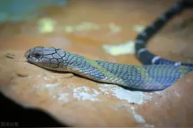 眼镜王蛇，毒蛇界的王者，为何如此令人闻风丧胆？图片