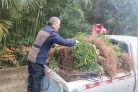 今冬明春，余庆一镇将移栽万亩苦丁茶图片