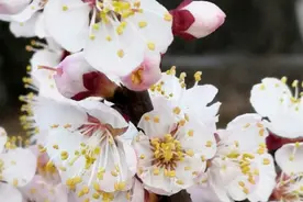 花飞花落花满天图片