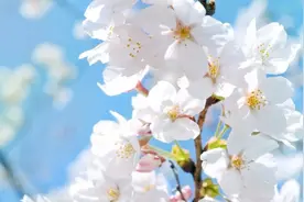 "樱花"英语怎么说？图片