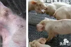 产房仔猪不好养？这个细节点你注意到了吗？图片