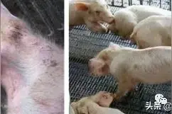 产房仔猪不好养？这个细节点你注意到了吗？图片