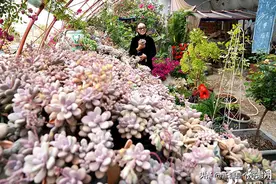 库尔勒“柒姑娘”四年打造出自己的花园图片