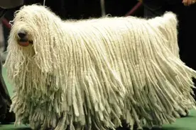 养狗劝退指南：这5种狗子，新手别养图片