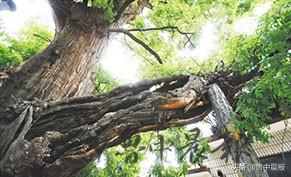博山区池上镇赵庄村：千年大槐树矗立齐鲁之心