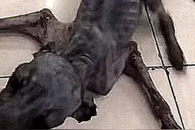 垃圾堆发现一只狗，瘦得只剩骷髅，以为死了，靠近后发现蹊跷图片