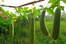 水瓜，才是“丝瓜”图片