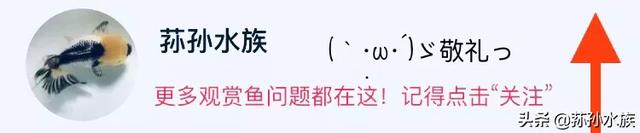 趣谈观赏鱼失鳔问题