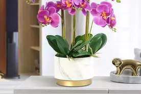 蝴蝶兰烂根别担心，这样处理还能养活图片