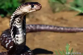 银环蛇有多毒？“杀人”无前兆，眼睛一闭一睁，这一辈子就过去了图片