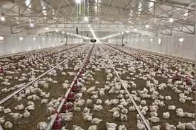 养鸡技术｜进鸡前鸡舍清洗与消毒图片