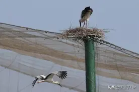 白鹳（guàn）的爱情，想不羡慕都难图片