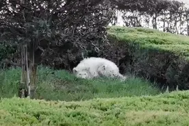 流浪萨摩坚守在路边，任凭毛发被雨水打湿，它依然安静地像个天使图片
