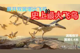 史上最大飞鸟，体型堪比小型飞机图片