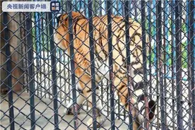 又见老虎咬死人，动物园安全管理不能形同虚设图片