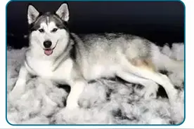 狗子，掉毛怎么办？图片