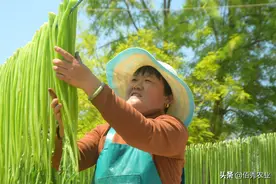 茎秆像莴苣，叶片像油麦菜，经济价值极高，为啥不能大面积种植图片