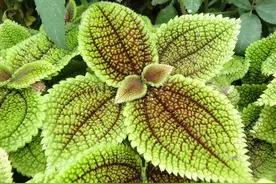 室内也能养花，4种阴生植物，叶子很美四季翠绿容易打理图片