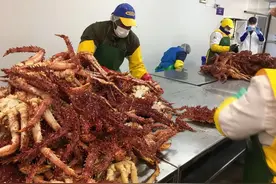 揭秘智利巨型蜘蛛蟹加工全程，一只蟹5公斤可供9人大餐图片