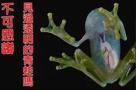 顾家有担当，带美瞳的青蛙，有趣的知识图片