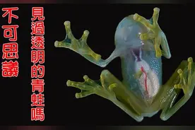顾家有担当，带美瞳的青蛙，有趣的知识图片