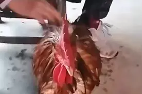 公鸡被泥巴糊住，母亲给冲凉烤火成网红鸡，女子：本是坐月子吃的视频封面