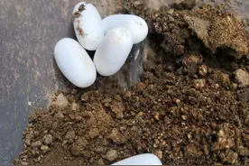 山东男子院里发现一窝“鸟蛋”，28天后却孵化出6条蛇，啥情况？图片