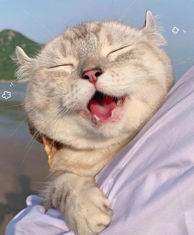 你知道动物性蛋白对猫来说多关键吗？该摄入多少你一定要知道