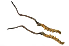 “叮铃铃”今天让我们再一次聊聊——冬虫夏草图片