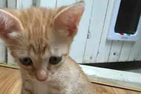小奶猫成年后变成肥大叔，网友一看颜色秒懂：橘猫的基因不是吹的图片