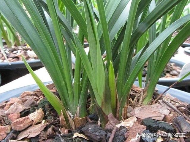 兰花施肥是个热门的话题，今天就谈谈施不施肥或者怎么施吧