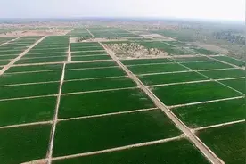 中国科学家放大招，沙子竟然变成土？技术先进多国纷纷求助图片