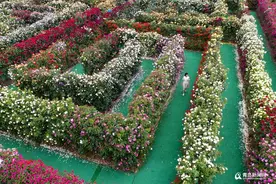青岛有座用花墙搭的迷宫 邂逅属于你的夏日浪漫图片