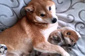 柴犬生了个“独子”，它紧抱着奶狗不放：别卖掉它，留下吧图片