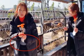 蔡少芬带娃出游，与两女儿开心喂斑马，乐儿长成mini版张晋图片