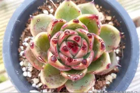 目前大热又超级贵的多肉蓝龙，你知道它的来历和为什么那么贵吗？图片