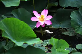 新民荷花旅游文化节开幕图片