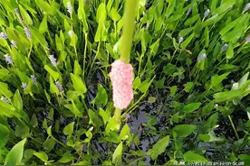 福寿螺进入产卵旺季，清理正当时图片