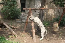 东方快评丨老虎“魔性”转圈反思动物福利缺失图片