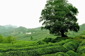 “一杯茶”的自我革命丨 2021，湖北三农观察图片