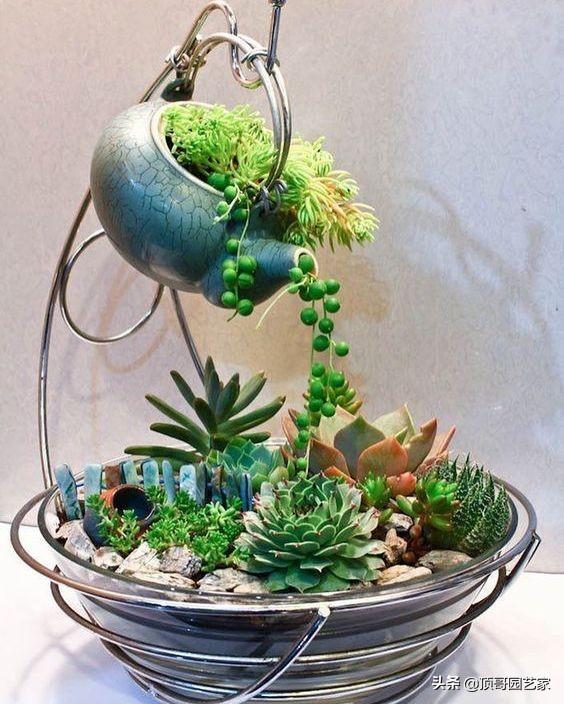 花园中20种多肉植物创意种植方法,不好看你找我