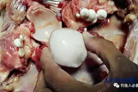 鱼身上的它质地堪比玉石！可比你买的鱼贵多了，可惜被你丢掉了图片